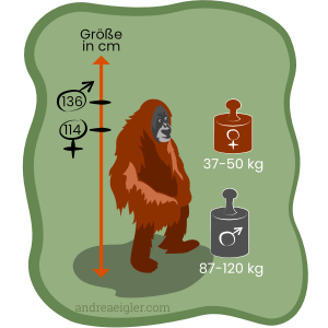 orang-utans-weiblich-maennlich-koerperliche-unterschiede-groesse-gewicht-kg-cm-roter-waldmensch
